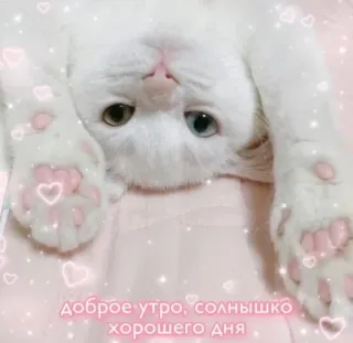 🌞 доброе утро, солнышко 
хорошего дня kot, rano, słodki, serce, różowy whatsapp sticker