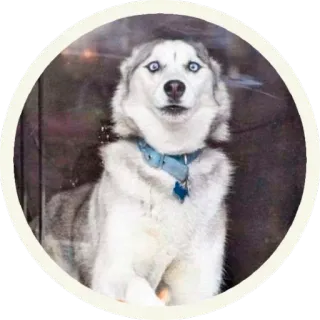 😳 husky, hond, huisdier, dier, blauwe ogen, schattig telegram sticker