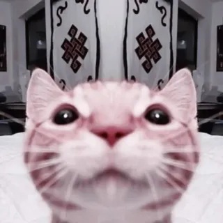 💗 кошка, питомец, животное, милый, домашнее животное, котенок telegram sticker