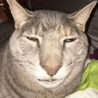 🐱 gatto, animale, animale domestico, divertente, meme, sorrisetto telegram sticker