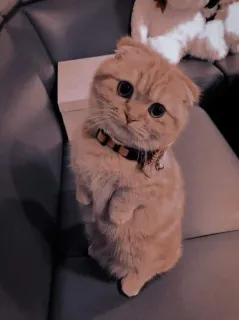 🎃 gato, fofo, gatinho, animal, animal de estimação, adorável whatsapp sticker