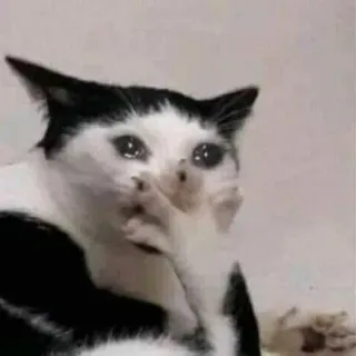 🥺 cat, crying, sad, meme, animal telegram sticker
