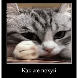 🤷‍♂️ Как же похуй mèo, động vật, meme, thú cưng, vật nuôi telegram sticker