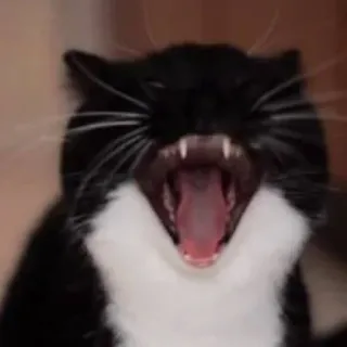 🤬 cat, animal, yawning, pet, black and white whatsapp sticker