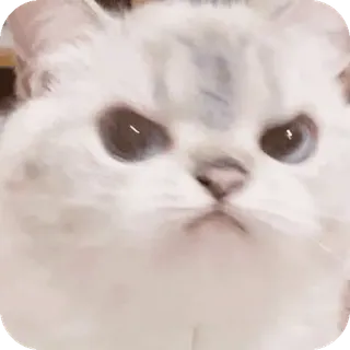 🌟 cat telegram sticker