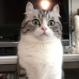 😮 cat, cute, animal, Scottish Fold, domestic cat, cat portrait whatsapp sticker