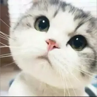 🙄 kot, kociak, słodki, zwierzę, zwierzę domowe telegram sticker