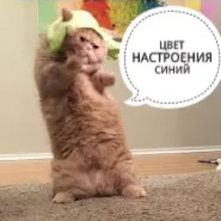 💙 ЦВЕТ
НАСТРОЕНИЯ
СИНИЙ gatto, umore, blu, russo whatsapp sticker
