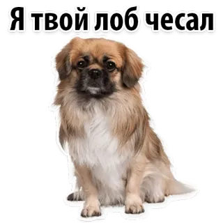 😼 Я твой лоб чесал dog, pet, sticker, cute, animal, meme telegram sticker