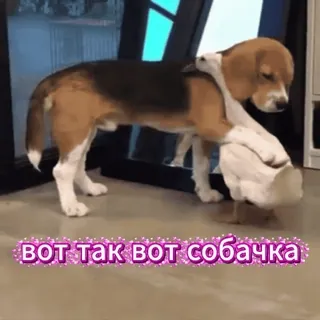 🤣 вот так вот собачка beagle, puppy, duck, hug, friendship, animals, cute telegram sticker