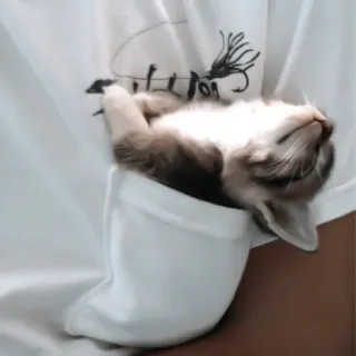 ♻️ gato, gatito, bolsillo, lindo, animal, mascota, durmiendo telegram sticker