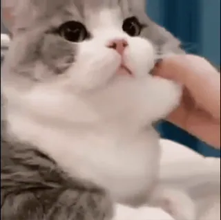 ❤️ gatto, animale domestico, animale, carino, gattino, animale domestico whatsapp sticker