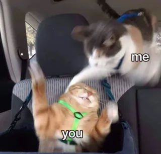 😡 me
you cat, meme, funny, cats, animals, humor whatsapp sticker