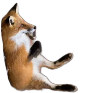 🪑 fox, animal, wildlife, sitting, cute, mammal telegram sticker