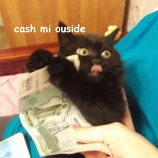 💵 cash mi ousside kot, pieniądze, mem, gotówka, na zewnątrz, zwierzę telegram sticker
