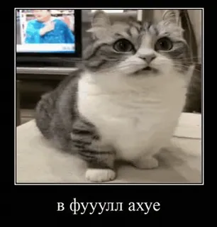 🌟 в фууулл ахуе mèo, meme, nga, hài hước, động vật whatsapp sticker