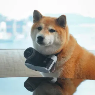 🐗 dog, shiba inu, camera, animal, pet, portrait, cute, domestic animal telegram sticker
