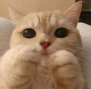 😻 gato, fofo, animal, animal de estimação, gatinho, animal doméstico, mamífero telegram sticker