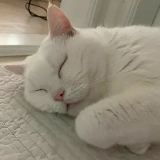 🐾 고양이, 자는, 하얀, 동물, 귀여운 telegram sticker