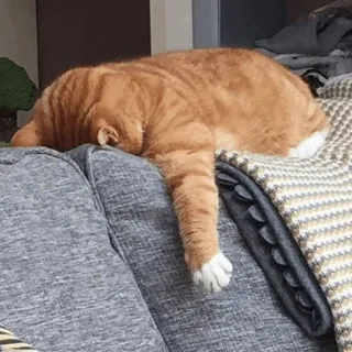 😞 gatto, gatto soriano arancione, dormire, animale domestico, animale, gatto domestico telegram sticker