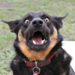 😳 cane, divertente, sorpreso, animale domestico, animale, espressione, carino telegram sticker