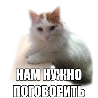 adk_cats_pack telegram stickers