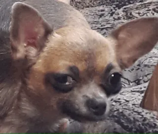 😠 chihuahua telegram sticker