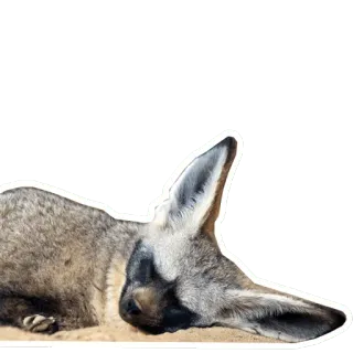 🦊 animal, mammal, dog, ears, sleeping, laying down telegram sticker