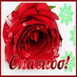 😊 Спасибо! rosa, flor, obrigado, saudação telegram sticker