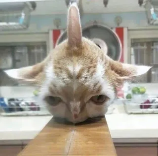 🤥 cat, animal, pet, kitten, domestic cat, mammal telegram sticker