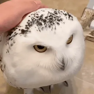 🦉 sowa, zwierzę, ptak, sowa śnieżna, śnieżna, uroczy telegram sticker