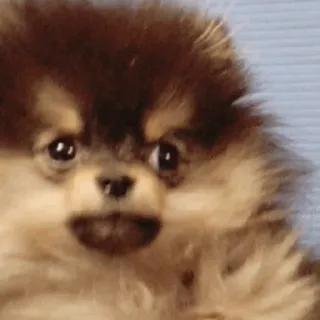 🌪 cane, cucciolo, carino, volpino di Pomerania telegram sticker