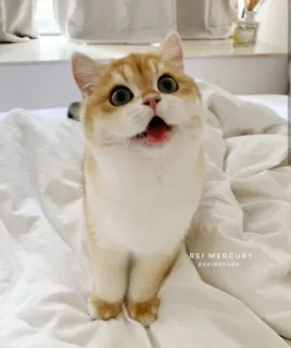 😍 REI MERCURY
@REIMEOOURN kucing, imut, hewan peliharaan, hewan, hewan peliharaan, lucu telegram sticker
