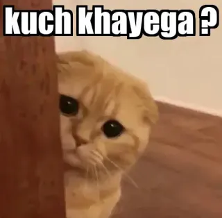 👀 kuch khayega ? gato, meme, lindo, hambriento, pidiendo, gatito telegram sticker