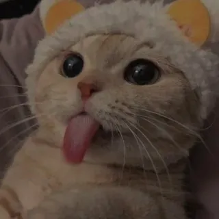 💗 kat, dier, huisdier, schattig, tong, grappig, schattig telegram sticker