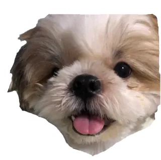 😜 hond, schattig, Shih Tzu, huisdier, puppy, dier telegram sticker
