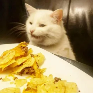 🤨 cat, food, meme, chips, animal, pet telegram sticker