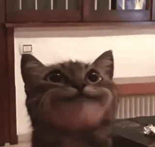 😊 cat, funny, meme, smiling, distorted, feline, cute telegram sticker