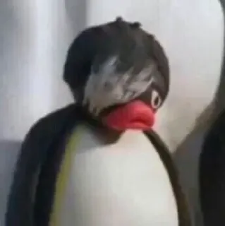 🖤 Pingu Pinguino, Anime, Emo, Cartone animato, Divertente whatsapp sticker
