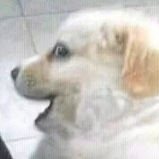 🤠 dog, puppy, golden retriever, animal, pet, cute telegram sticker