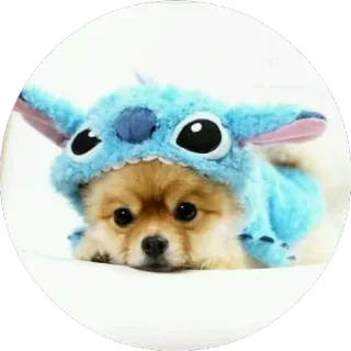 🐶 Stitch dog, cute, cartoon, disney, puppy, stitch telegram sticker