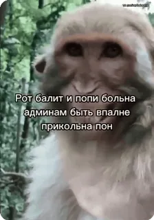 😁 Рот балит и попи больна админам быть впалне прикольна пон macaco, animal, meme, engraçado, texto, russo, piada whatsapp sticker