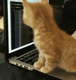 💻 chat, ordinateur, portable, chaton, codage, technologie whatsapp sticker
