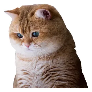 😏 cat, pet, animal, domestic, feline, cute, orange telegram sticker