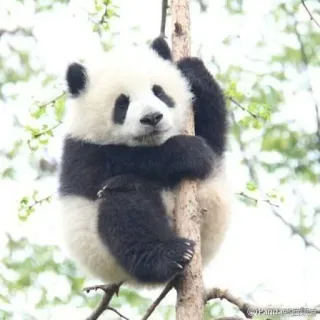 🐼 Panda, Animal, Mignon, Ours, Grimper, Arbre whatsapp sticker