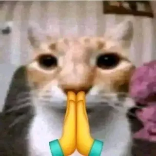 🙏 chat, animal, mème, suppliant, mignon, emoji telegram sticker