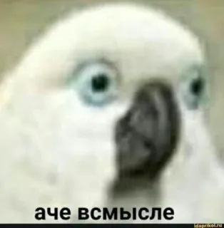 💬 аче всмысле птица, какаду, мем, смешной, в замешательстве, в шоке telegram sticker