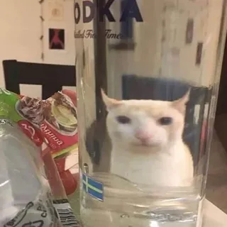 🙃 kot, wódka, butelka, smutny kot, mem, zwierzę telegram sticker