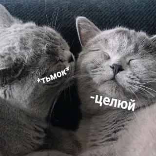 😽 *ТЬМОК*
-ЦЕЛУЮ кошки, поцелуй, любовь, милые, нежные, животные telegram sticker