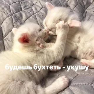 😱 будешь бухтеть - укушу gatinhos, gatos, fofo, animais, russo telegram sticker